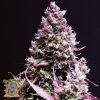 Cream Caramel Auto - Sweet Seeds