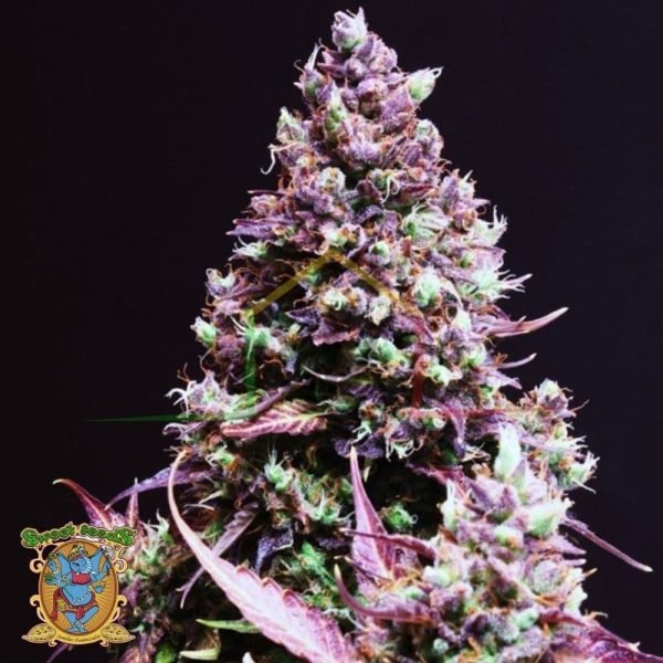 Cream Caramel Auto - Sweet Seeds