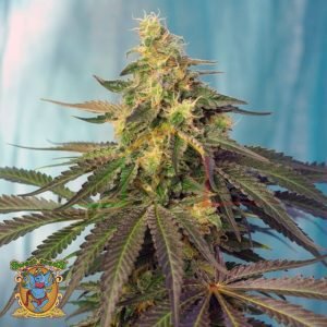 Cream Caramel CBD - Sweet Seeds