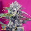 Cream Mandrine Auto - Sweet Seeds