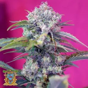 Cream Mandrine Auto - Sweet Seeds