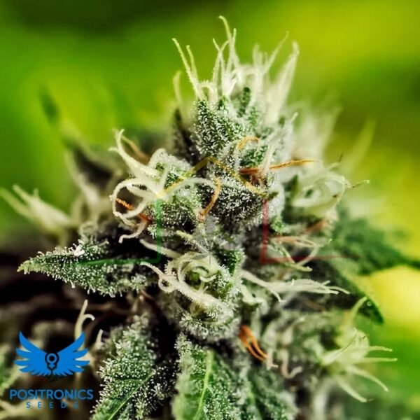 Critical #47 Auto - Positronics Seeds