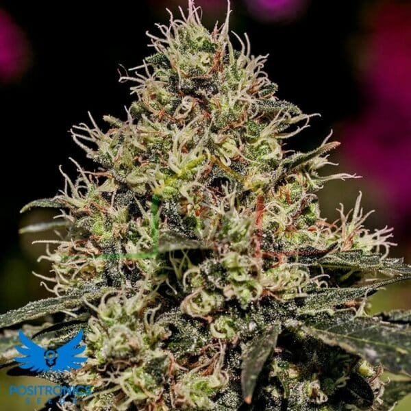 Critical #47 - Positronics Seeds
