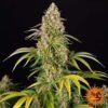 Critical Kush Auto - Barney's farm