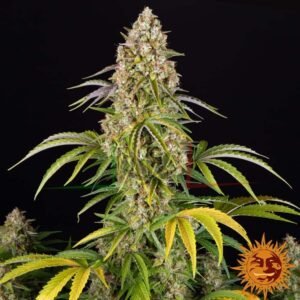 Critical Kush Auto - Barney's farm