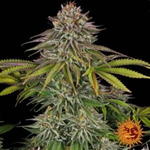 Critical Kush - Barney's Farm