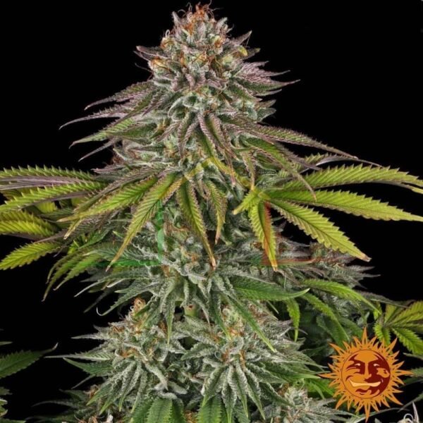 Critical Kush - Barney's Farm