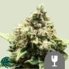 Critical Regular - Royal Queen Seeds
