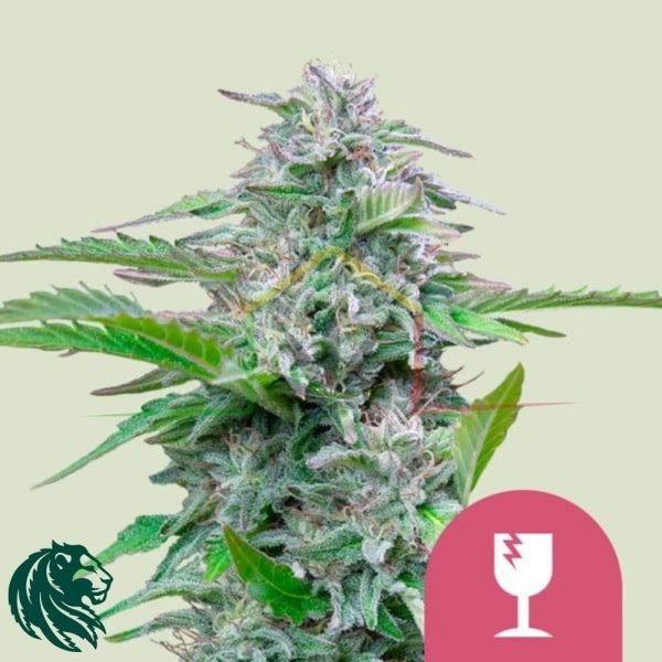 Critical - Royal Queen Seeds