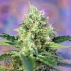 Crystal Candy - Sweet Seeds