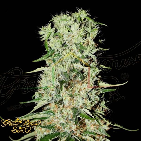 Damnesia Auto - Green House Seeds