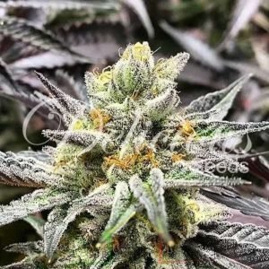 Delicious Cookies De Delicious Seeds