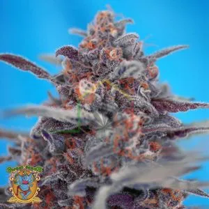 Devil Cream Auto - Sweet Seeds