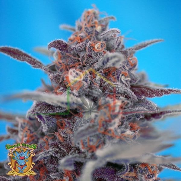 Devil Cream Auto - Sweet Seeds