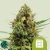 Diesel Automatic - Royal Queen Seeds