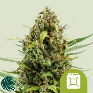 Diesel Automatic - Royal Queen Seeds