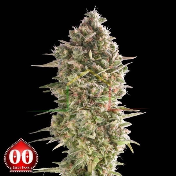 Do-Si-Dos Cookies - 00 Seeds
