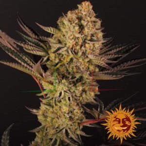 Dos Si Dos 33 - Barney's Farm