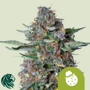 Do Si Dos Automatic - Royal Queen Seeds