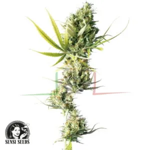 Durban - Sensi Seeds