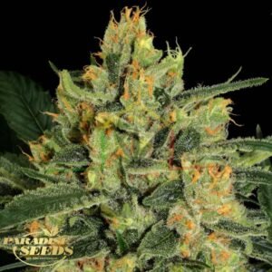 Durga Mata CBD II - Paradise Seeds