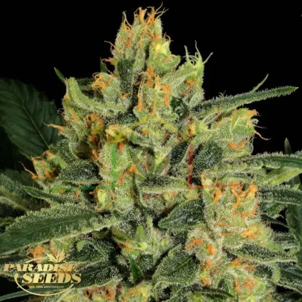 Durga Mata CBD II - Paradise Seeds