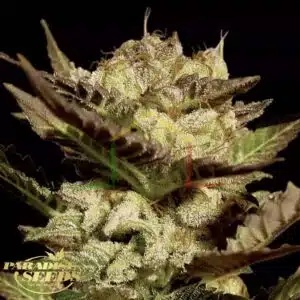 Durga Mata - Paradise Seeds