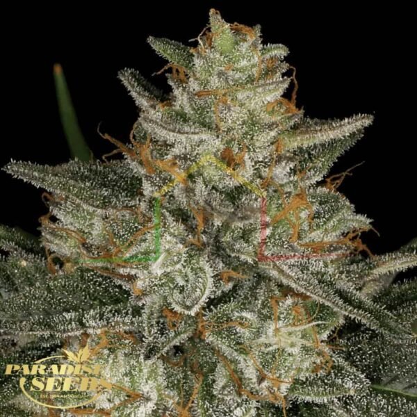 Dutch Kush - Paradise Seeds