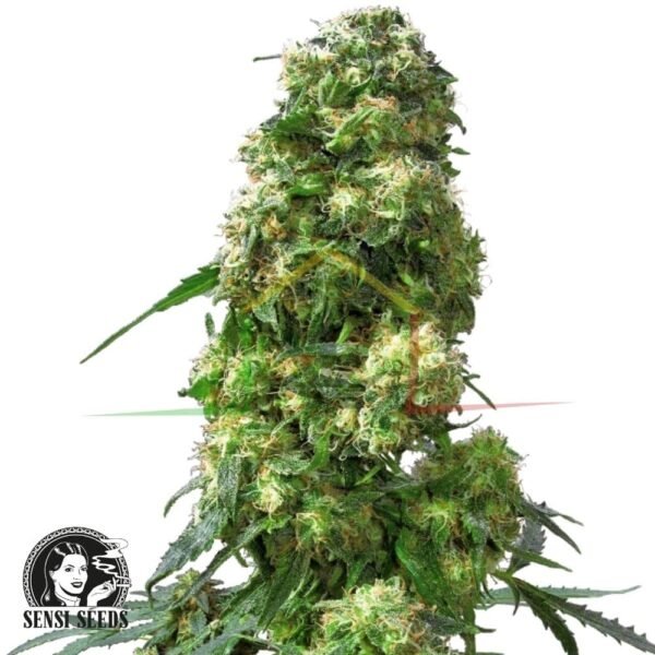 Early Skunk - Sensi Seeds