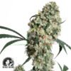 Ed Rosenthal Super Bud regular - Sensi Seeds