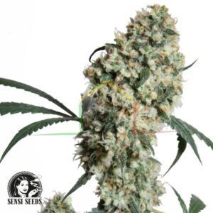 Ed Rosenthal Super Bud regular - Sensi Seeds