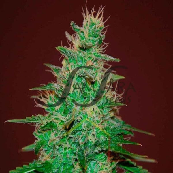 El Alquimista Auto - Samsara Seeds