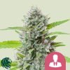 El Patron - Royal Queen Seeds