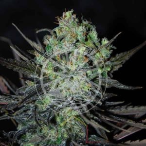 Eleven Roses Auto De Delicious Seeds