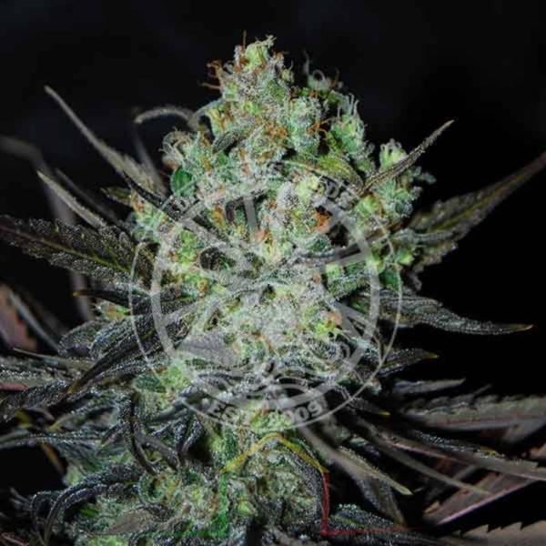 Eleven Roses Auto De Delicious Seeds