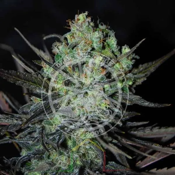 Eleven Roses Auto De Delicious Seeds