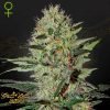 Exodus Cheese Auto - Green House Seeds