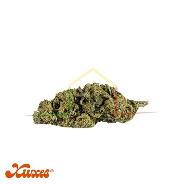 flor cbd gelato xuxes cbd