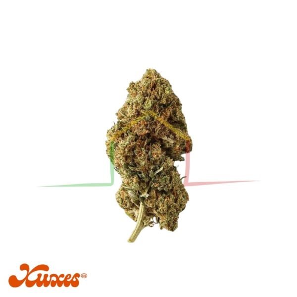 flores CBD Watermelon CBD de Xuxes