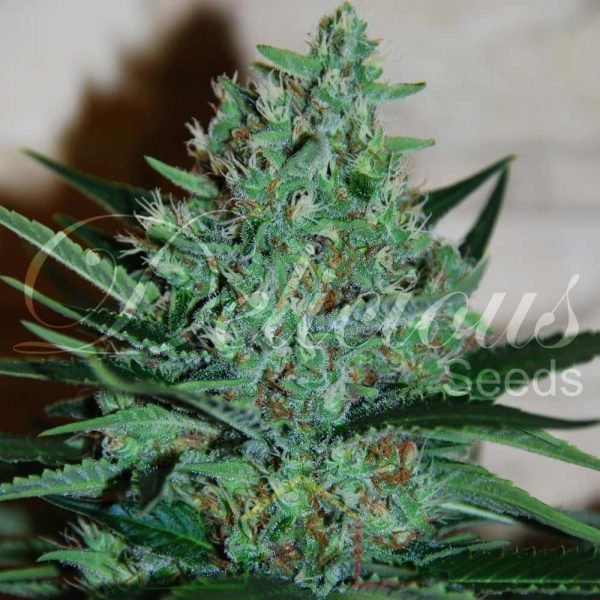 Fruity Chronic Juice