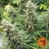 G13 Haze - Barney's Farm