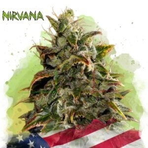 Gelato Auto - Nirvana Seeds