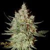 GH Cheese - Green House Seeds
