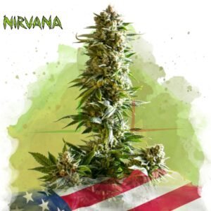 Girl Scout Cookies Auto - Nirvana Seeds