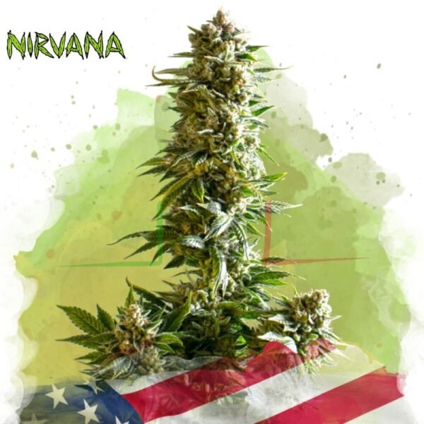 Girl Scout Cookies Auto - Nirvana Seeds