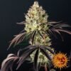 Glookies - Barney's Farm