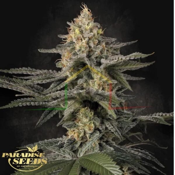 Glowstarz - Paradise Seeds