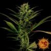 Glue Gelato Auto - Barney's Farm