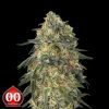 Gorilla - 00 seeds