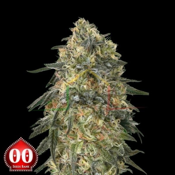 Gorilla - 00 seeds